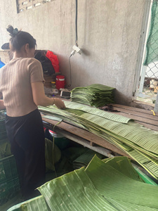 ใบตองสดสีเขียวจากเวียดนาม สำหรับห่ออาหาร ทำอาหารแบบดั้งเดิม จัดเลี้ยง และจำหน่ายในปริมาณมาก - Product Image 5