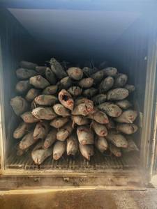 Marlin Rayado Congelado, Pesca Salvaje, Grado Sashimi, IQF, DWT - Product Image 5