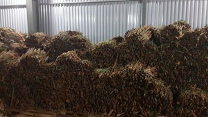 Premium Vietnam Origin Cassia Sticks-Long Cigarette for Wholesale 8-10 cm High Oil Content Dried Raw Non-GMO - Product Image 3