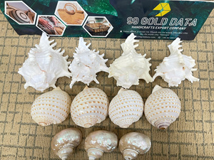 เปลือกหอยธรรมชาติสำหรับตกแต่งบ้าน ของตกแต่งธีมธรรมชาติ เป็นมิตรกับสิ่งแวดล้อม เปลือกหอยสีขาวธรรมชาติ งานฝีมือรักษ์โลกจากเวียดนาม - Product Image 5