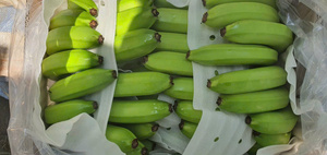 Vente en gros de bananes Cavendish de qualité supérieure 100% fraîches, 13 kg, avec exportation standard auprès d'un fournisseur vietnamien au meilleur prix - Product Image 3