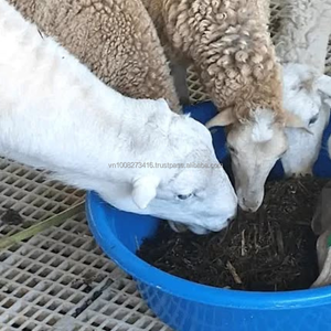 Ensilaje de Maíz Premium, Forraje Fermentado para Ganado Rumiantes, Marca Kim Minh International, 70% de Humedad Máxima, de Vietnam - Product Image 2