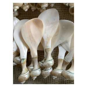 Cuillères uniques en coquillages du Vietnam, conçues pour la décoration intérieure tropicale, les collections de cadeaux et l'hôtellerie de luxe. - Product Image 1