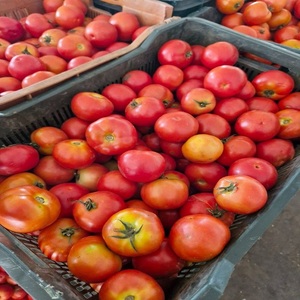 Productos Vegetales Saludables Japoneses, Tomates Frescos con Sabor, Tomate Rojo Entero de 1 kg, 2 Semanas de Duración - Product Image 1