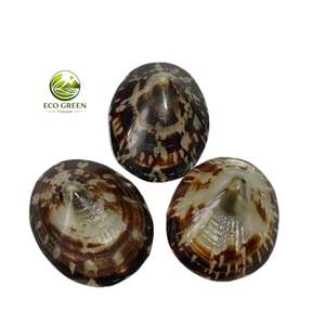 Conchas de Limpet Verdes Naturales con Patrones de Montañas Marinas para Manualidades de Playa, Decoración del Hogar, Limpets Acuáticos Pequeños a Grandes al por Mayor - Product Image 2