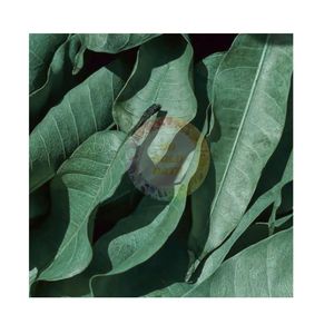 Hojas de Mango Secas de Primera Calidad, Bolsa a Granel, Té de Hojas Sueltas, Proveedor de Vietnam, 100% Origen Vietnamita, Empaque Personalizado, Venta al Por Mayor - Product Image 5