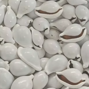 เปลือกหอยขาวขัดเงาคุณภาพดี ขายส่งเปลือกหอยธรรมชาติจำนวนมาก สำหรับงานฝีมือ ทำเครื่องประดับ DIY - Product Image 5