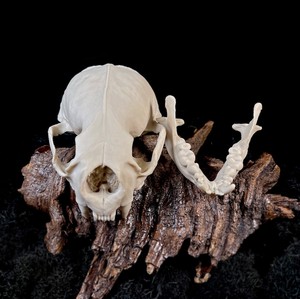 Tradebyd Figurine sculptée d'animaux en résine faite à la main Statue décorative de qualité supérieure pour maisons de luxe et bureaux élégants - Product Image 1