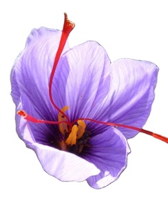 Meilleur prix sur le safran du Cachemire de haute qualité séché cru et séché directement de l'Inde Qualité garantie par le fournisseur - Product Image 1