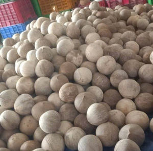 Noix de coco semi-décortiquée d'origine vietnamienne en gros pour fabricants alimentaires et vente au détail – Pulpe épaisse et sucrée, fruit frais de qualité supérieure - Product Image 6