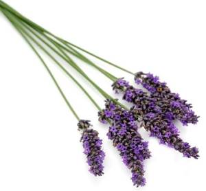 Aceite Esencial de Lavanda Francesa |   Proveedor al por Mayor de Aceites Esenciales Premium, Fabricante de Marca Privada OEM - Product Image 5
