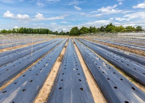 Grande bâche de paillage agricole noire pour le contrôle des adventices et la rétention de l'humidité du sol à prix de gros - Product Image 3