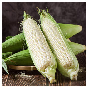 Maíz Blanco de Alta Calidad para Procesamiento de Alimentos y Alimentación Animal, Proveedor de Exportación a Granel - Product Image 4