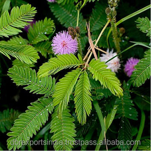 Aceite de Mimosa Puro y Natural, Extracto Floral Absoluto de Alta Pureza para Fragancias de Lujo, Cosméticos y Aromaterapia - Product Image 5