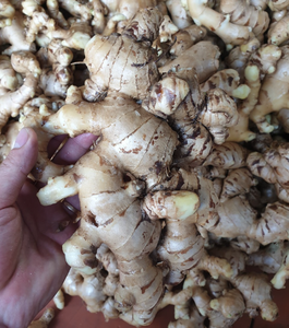 JENGIBRE FRESCO NUEVO DE VIETNAM ASIA JENGIBRE CONGELADO VEGETAL Y OTRAS VEGETALES PRECIO BARATO A GRANEL AL POR MAYOR EN TODO EL MUNDO - Product Image 5