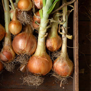 Cebolla Fresca de la Mejor Calidad en Venta, Cebolla Limpia y Económica para Venta al por Mayor, Minorista y Exportación Disponible a Precio de Mayoreo - Product Image 4