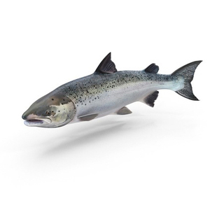 Salmón Fresco Congelado al por Mayor de Fábrica Natural Fresh, Precios de Salmón Fresco - Product Image 5