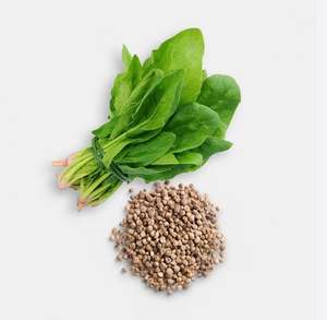 เมล็ดผักโขมจำนวนมากสำหรับระบบปลูกพืชไร้ดิน ระบบปลูกพืชแบบน้ำ และระบบการทำฟาร์มแนวตั้ง - Product Image 4