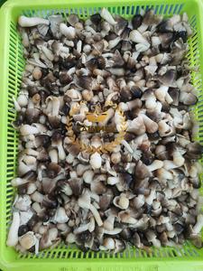 Usine du Vietnam à prix compétitif Conserves savoureuses Paille de paddy Champignon Entier Pelé 3kg Takimex - Product Image 5