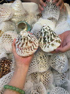 Perle de coquillage polie de 10 cm, sélectionnée à la main au Vietnam, pour la fabrication de bijoux, la décoration côtière et l'utilisation en aquarium - Product Image 2