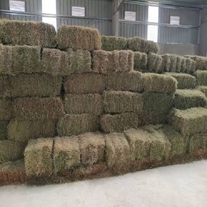 Heno de Alfalfa de Alta Calidad para Nutrición Ganadera con Proteína Natural, Fibra Rica y Calidad de Alimento Confiable, Apto para la Venta - Product Image 3