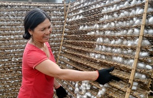 Raw Natural Mulberry <b>Silk</b> Worm Cocoon for Face Cleaning and Yarn Silkworm Cocoon <b>Fiber</b> From Vietnam - Product Image 5