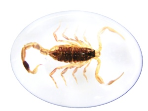 Golden Scorpion Real Specimen Plastic Cabochon Oval 18x25 mm White Flat Bottom for Crafts and Jewelry Making - Product Image 2