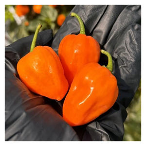 Proveedor a Granel de Chiles Habanero Picantes Naturales, Chiles de Calidad de Exportación para Importadores y Distribuidores Internacionales - Product Image 1
