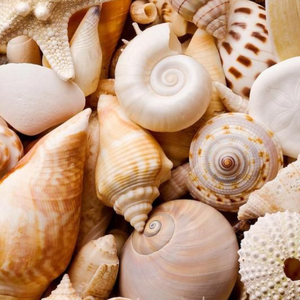 เปลือกหอยทริทอนขนาดใหญ่พิเศษ ของสะสมจากมหาสมุทร เปลือกหอยเปล่าธรรมชาติขนาดใหญ่จากชายฝั่งเวียดนาม - Product Image 3