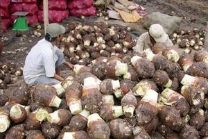 Verduras de taro congeladas de Vietnam Precio de fábrica Verduras congeladas de calidad premium-Sra. Esther - Product Image 4