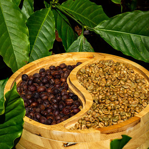 Café Vert Robusta PHALCO de Haute Qualité Grade 1 Tamis 16/18 Vietnam Meilleur Prix Prêt à l'Exportation Emballage Sac de Jute 1000kg - Product Image 4
