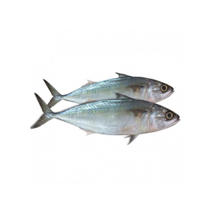 Pescado fresco de caballa directo de fábrica, envasado para distribución comercial - Product Image 1