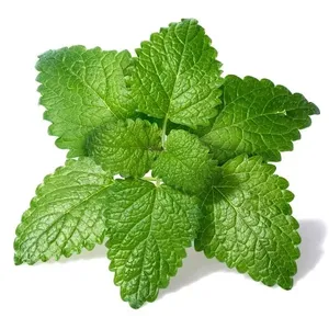 Top Grade High Quality 2KG Lemon Balm <b>Essential</b> <b>Oil</b> Steam Distilled Herbal <b>Oil</b>- For Beauty & Skincare Formulations - Bulk Supply - Product Image 6