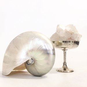 Concha de Nautilus, perla de concha marina para decoración costera, buen precio, conchas marinas naturales, oferta al por mayor - Product Image 3