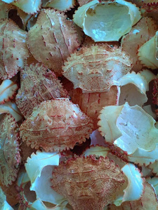 Producto Popular: Carapace de Cangrejo Limpia y Seca, Lista para Rellenar, Pulida y con Bajo Olor - Product Image 3