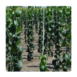 Fiberglass Pultruded Profile Frp Round Bar for Agriculture <b>Small</b> Greenhouse <b>Shed</b> - Product Image 3