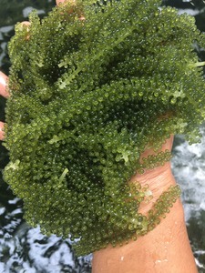 Sea Grape Frozen Green Caviar Seaweed For Sushi Salad And Restaurant Serving Vietnam Supplier Bulk Packing - Product Image 6