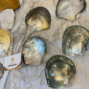 Authentic Black Lipped Oyster Shell Vietnam Mother Of Pearl For Creative Fashion Accessory Making From 99 Gold Data - Product Image 4