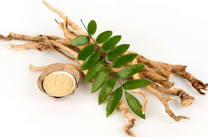 Poudre d'extrait de racine de Tongkat ali en gros - Product Image 3