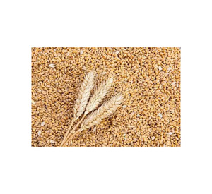 Proteína de Trigo de Primera Calidad, Grado Alimenticio, Lista para Enviar, Venta al Por Mayor, Exportación - Product Image 4