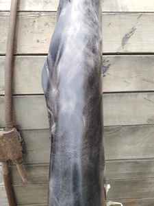 หนังวัวและหนังควายเคลือบน้ำมัน หนังแท้เกรนดี ทนต่อคราบสกปรก สีดำ สำหรับรองเท้า กระเป๋า เข็มขัด โซฟา เฟอร์นิเจอร์ - Product Image 5