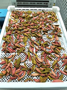 Goyaves séchées de qualité supérieure du Vietnam |   Tranches de goyave séchées sucrées |   Fournisseur en gros - Alex Truong - Product Image 6
