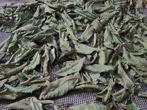 ใบฝรั่งแห้งคัดสรรด้วยมือ อุดมไปด้วยโพลีฟีนอล สำหรับการบำบัดด้วยสมุนไพรธรรมชาติ และการตลาดแบรนด์สุขภาพทั่วโลก - Product Image 2