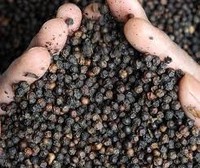 Poivre noir naturel – Fournisseur Vietnamien, Commande en gros, Grains de poivre de haute qualité // Mr.Tom