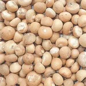 เม็ดมะม่วงหิมพานต์คุณภาพส่งออกขายดีที่สุด เกรด 90-95% คั่วอย่างดี แห้งสนิท ไทย/อินโดนีเซีย ขายส่ง บรรจุถุงปอกเปลือก อายุการเก็บรักษา 3 ปี - Product Image 2