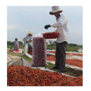 Piments rouges séchés d'origine vietnamienne pour l'approvisionnement en ingrédients de l'industrie alimentaire - Product Image 2