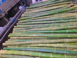Varas de Bambú Vigifarm Iris de 2-3 Metros de Longitud y 0.3-0.5 Metros de Diámetro, Materiales de Bambú Natural Crudo para Construcción Estructural - Product Image 6