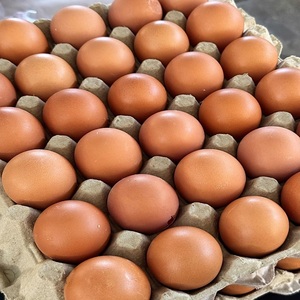 Fournisseur d'œufs de poulet brun frais de haute qualité, directement de l'usine - Product Image 4