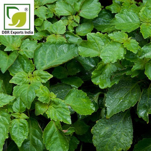 Fournisseur en gros d'huile de patchouli de qualité supérieure pour les applications cosmétiques, de parfumerie et de fragrance - Product Image 3