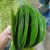 Feuilles de Bétel Fraîches d'Exportation, Feuilles de Paan Vertes Naturelles, Qualité Export, Six Saisons, Agro Bangladesh, Vente en Gros, Approvisionnement en Vrac